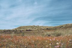 sylt08