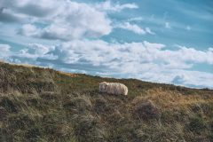 sylt11